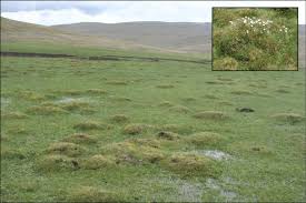 Image result for Limosella maior