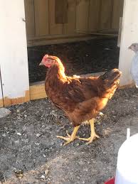He is super sweet and has imprinted on may family in the short time that we have had him. Rhode Island Red 9 Weeks Old Rooster Or Hen Chickens