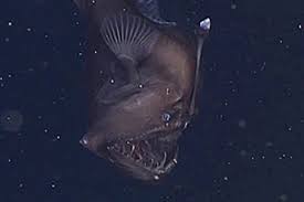 Der kragenhai (chlamydoselachus anguineus), auch krausenhai oder schlangenhai, ist eine von zwei arten aus der familie der kragenhaie (chlamydoselachidae). Seltener Fang Forschern Geht Ein Urzeit Hai Ins Netz Geo