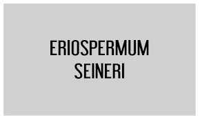 Image result for Eriospermum seineri