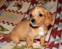 Usda licensed commercial breeders account for less than 20% of all breeders in the country. Pin On Puppies For Sale