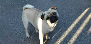 Known as a lot of dog in a small space, the pug should be squarely built with compact. Top 7 Best Dog Food Picks For Pugs Daily Dog Stuff