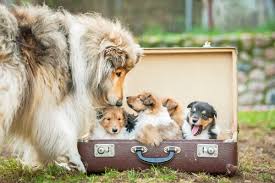 I lavori per l'area sgambamento cani più grande d'italia. Trasformare Vecchie Valigie In Cucce Per Cani