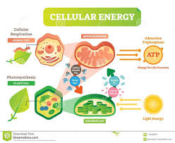 Related Image Plant And Animal Cells Cellular Respiration Plant Cell