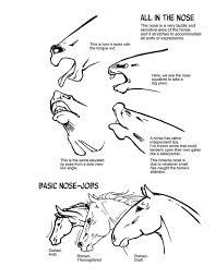 How To Draw Horses Horse Drawings Horse Anatomy Horse Art