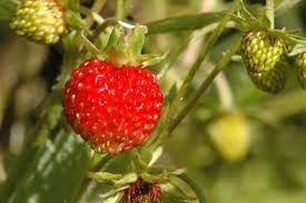 Image result for Fragaria vesca