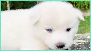 Son perros de trabajo y tienen un gran parecido al lobo. Cachorro Husky Siberiano Blanco Sirokami Youtube