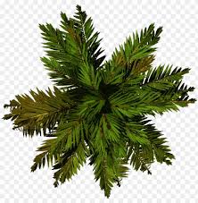 Tree Top Png File Palm Top View Png Image With Transparent Background Png Free Png Images In 2020 Trees Top View Tree Tops Top View