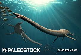 Image result for Elasmosaurus