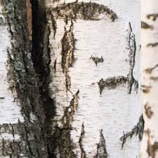 Check spelling or type a new query. Is It Time To Remove A Birch Tree Alberta Arborists Edmonton Tree Care Service