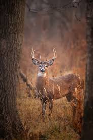 Preview whitetail deer wallpapers by dunja macallan | 100% quality hd for this post, we've collected 30 amazing whitetail deer pictures for you, just click on the wallpaper you. Free Download Whitetail Buck Wallpaper A Whitetail Deer Buck 480x720 For Your Desktop Mobile Tablet Explore 73 Whitetail Deer Wallpaper Free Whitetail Deer Wallpaper Whitetail Deer Wallpaper Screensaver Monster