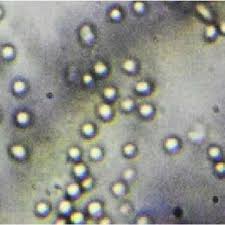 Image result for Justicia matammensis