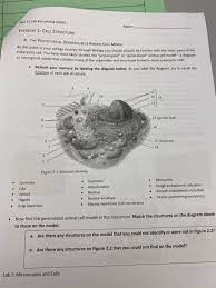 Check spelling or type a new query. Niol 71 Lab Kurushima S2020 Name Exercise 2 Cell Chegg Com