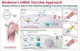 Mrna vaccines — also called genetic vaccines — arise from an innovative biotechnology approach that turns the body's cells into molecular factories to produce proteins that activate a. Moderna Blog Moderna Inc