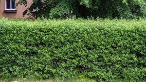 We did not find results for: Privet Plant Care Growing Guide