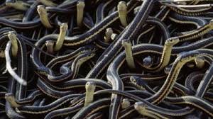 Pentru alte sensuri, vedeți șarpe (dezambiguizare). Dezastre Biologice Cauzate De Serpi Mobile