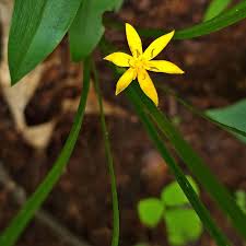 Image result for Hypoxis urceolata