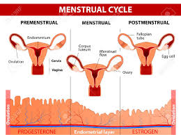 Menstrual Cycle Menstruation Follicle Phase Ovulation And
