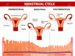 menstrual cycle menstruation follicle phase ovulation and