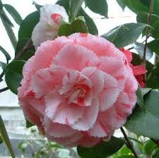 Pin On Camellias From The Internet