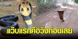 ยายเจอง ย กษ แผ แม เบ ยกลางถนน แต พอไปใกล ๆ ใครม นช างทำ กระท เด ดพ นท ป ง