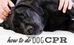 cpr for dogs a step by step guide to saving your dogs life