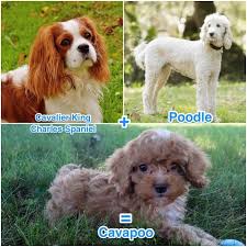 cavapoo breeders care guide appearance and temperament