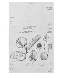 Image result for Annickia lebrunii