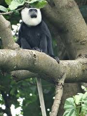 Image result for Pogonospermum ciliatum