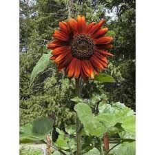Benih tanaman | 135 kali dilihat. Benih Bunga Matahari Red Velvet Sunflower Red Velvet Shopee Indonesia