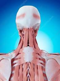 The back comprises the spine and spinal nerves, as well as several different muscle groups. Human Neck And Back Anatomy Muscle Anatomy Body Anatomy Massage Therapy