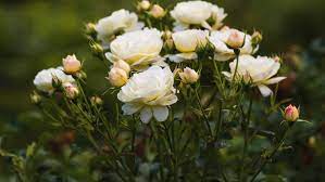Create lasting memories and preserve those important times in your life as you capture nature's transient beauty of flowers with activa silica gel flower drying compound. How To Grow Prune And Propagate A Rose Bunnings Australia