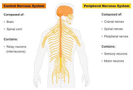 This chapter is divided into three main sections: Nervous System Bioninja