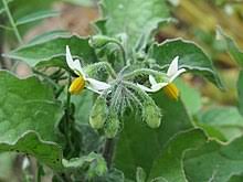 Image result for Solanum anguivi