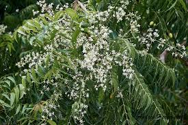 Image result for Azadirachta