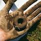 Outdoor Clay Sculpture for Families with Abbie... event in Egremont
