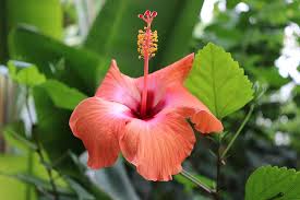Euphorbia gymnonota, caribbean jatropha punicea fairchild tropical botanic garden, miami fl www.susanfordcollins.com. Hibiscus Flowers Flowering Shrubs Tropical Plants Greenhouses Exotic Tropical Malvaceae Beauty Flora Stamen Pikist