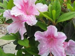 10 Types Of Azaleas For The Flower Garden Flower Garden Azaleas Spring Garden