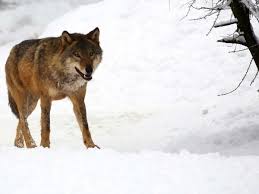 We did not find results for: Wolfe In Niedersachsen Wolfin Aus Herzlake Geschossen Niedersachsen