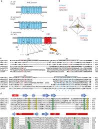 That is some ways better getting into a prolonged negotiation with businesses or people selling to investors or end users. The Solute Carrier Slc9c1 Is A Na H Exchanger Gated By An S4 Type Voltage Sensor And Cyclic Nucleotide Binding Nature Communications