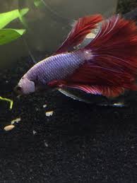 Male Betta Has One Small White Bump My Aquarium Club