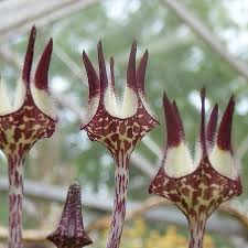 Image result for Ceropegia cimiciodora