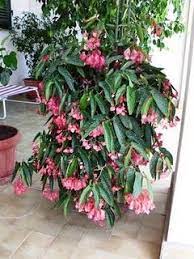 Proud Of Our Tamaya Begonia With Drooping Coral Flowers Indoor Flowering Plants Flowering House Plants Shade Plants