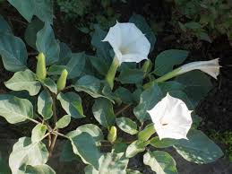 Moonflower seeds are large, almost a quarter of an inch and may be when to plant moonflower vines outside. Datura And Moonflower Differences How To Tell Datura From Ipomoea Moonflowers