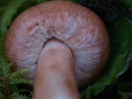 Image result for Lactarius mutabilis