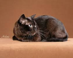 Burmese Cat Burmese Cat Fluffy Cat Breeds Small Wild Cats