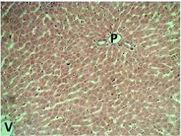 Image result for Hypselodelphys