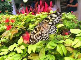Key West Butterfly And Nature Conservatory Florida Where S Amanda