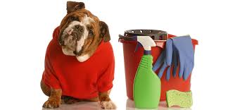 Enjoy free shipping & browse our great selection of pet beds, litter box enclosures, furniture style crates and more! Poisonous Household Products Aspca
