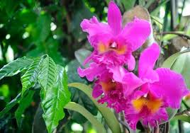 We did not find results for: App Will Automatically Identify Native Plants Of Costa Rica The Costa Rica News